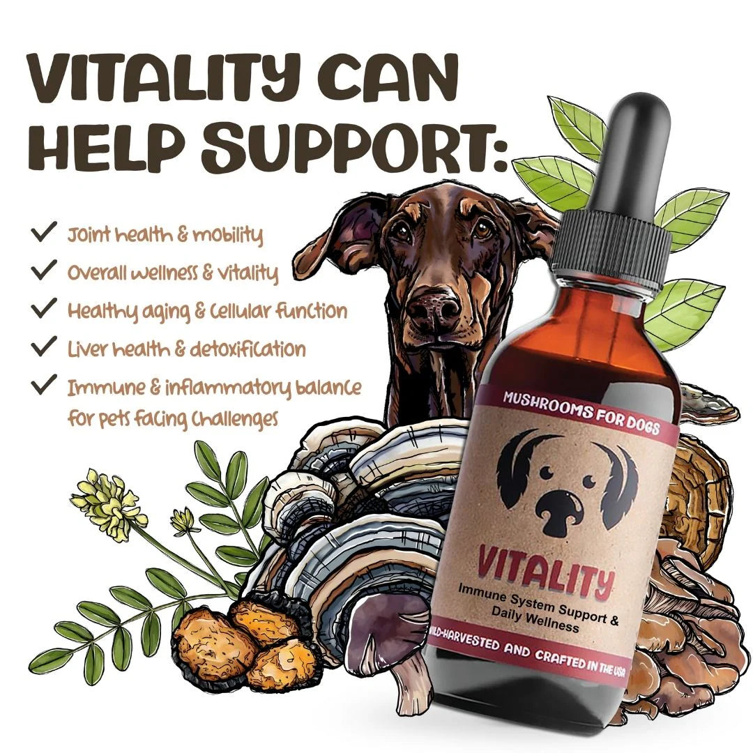 Vitality by MycoDog – Mushroom & Adaptogen Tincture for Dogs (Immune, Cellular & Long‑Term Wellness)