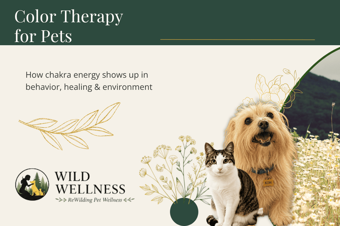 Color Therapy for Pets: How Chakra Energy Shows Up in Behavior, Healing, and Environment - Wild Wellness Pet