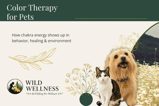 Color Therapy for Pets: How Chakra Energy Shows Up in Behavior, Healing, and Environment - Wild Wellness Pet