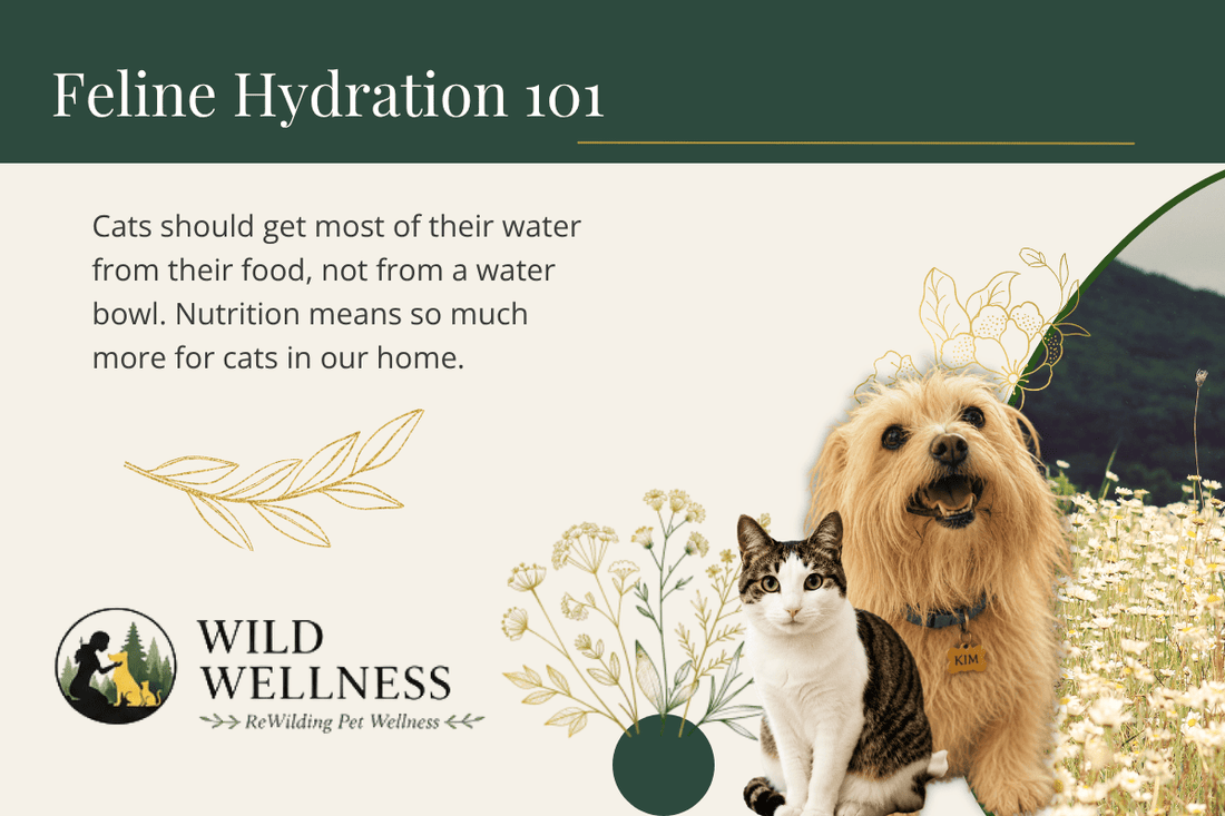 Why Your Cat Isn't Drinking Enough Water (And Why the Bowl Was Never the Point) - Wild Wellness Pet