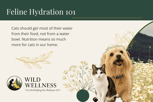 Why Your Cat Isn't Drinking Enough Water (And Why the Bowl Was Never the Point) - Wild Wellness Pet