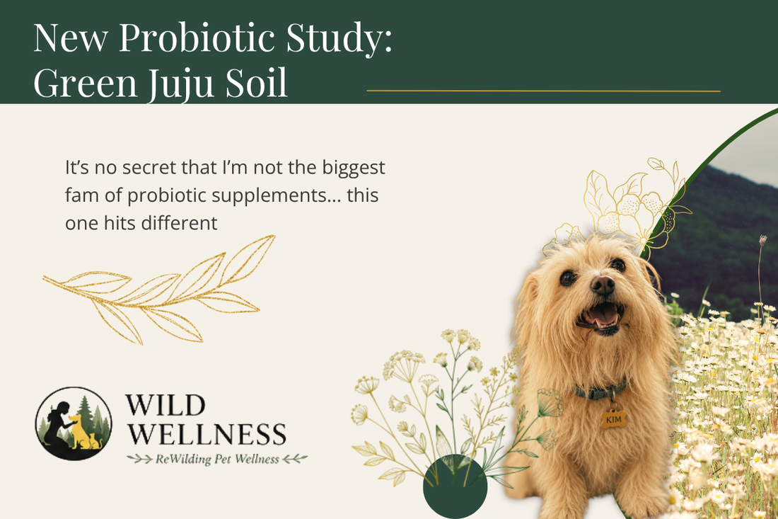 How Green Juju’s Soil Probiotic Improved Dog Gut Health: New Study Results with Innovative Pet Lab