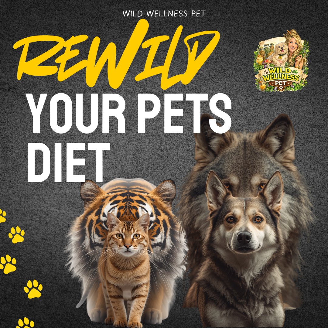 ReWild Your Pet’s Diet — 6 Month Holistic Nutrition Mentorship