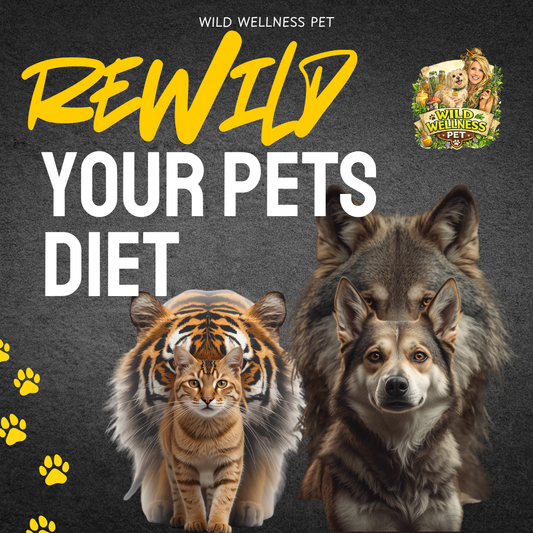 ReWild Your Pet’s Diet — 6 Month Holistic Nutrition Mentorship