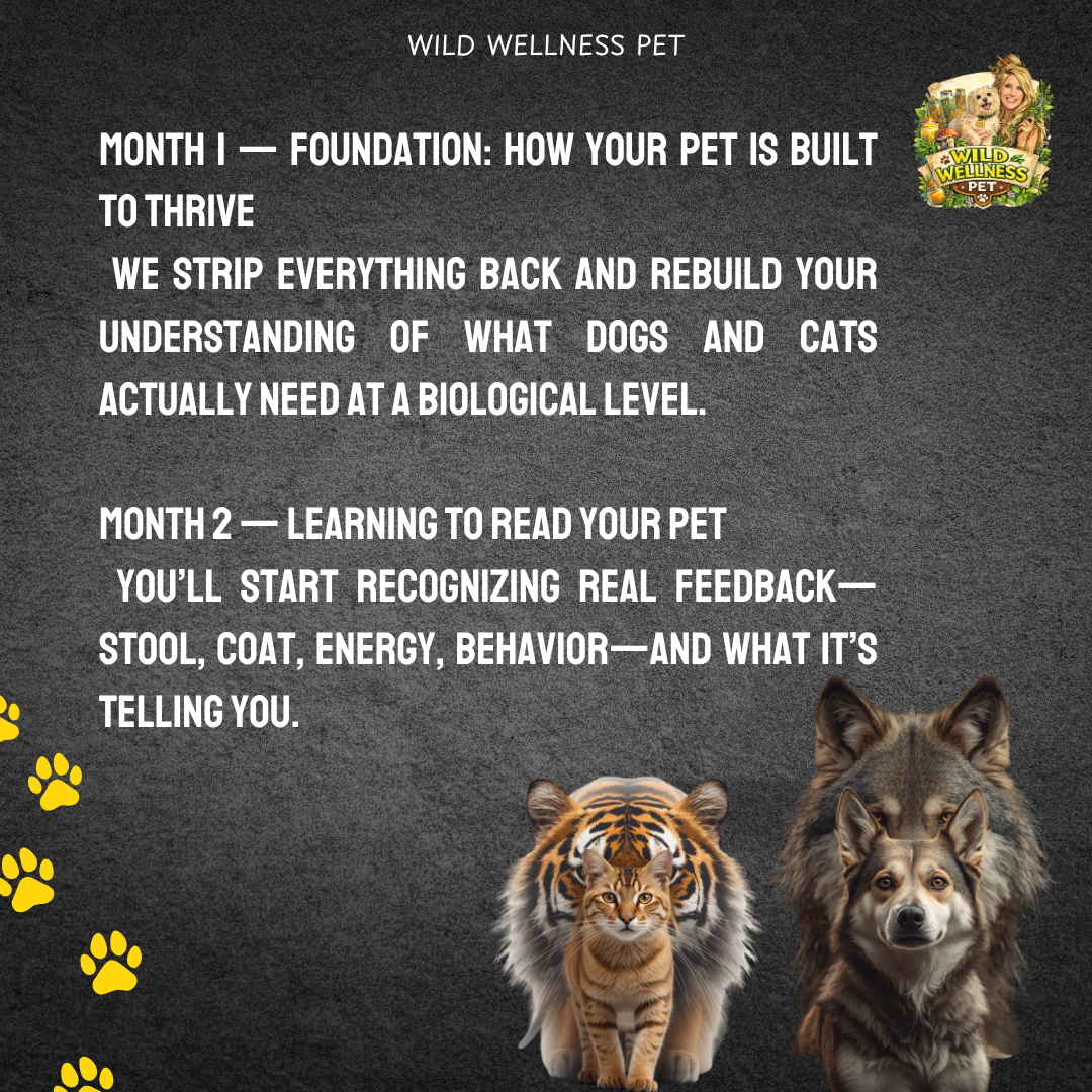 ReWild Your Pet’s Diet — 6 Month Holistic Nutrition Mentorship