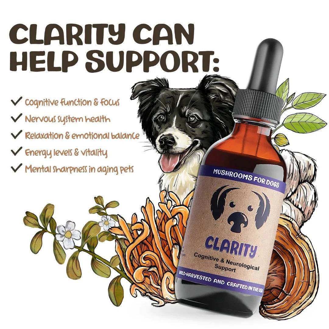 Clarity by MycoDog – Mushroom & Adaptogen Tincture for Dogs (Brain, Nerves & Emotional Balance)