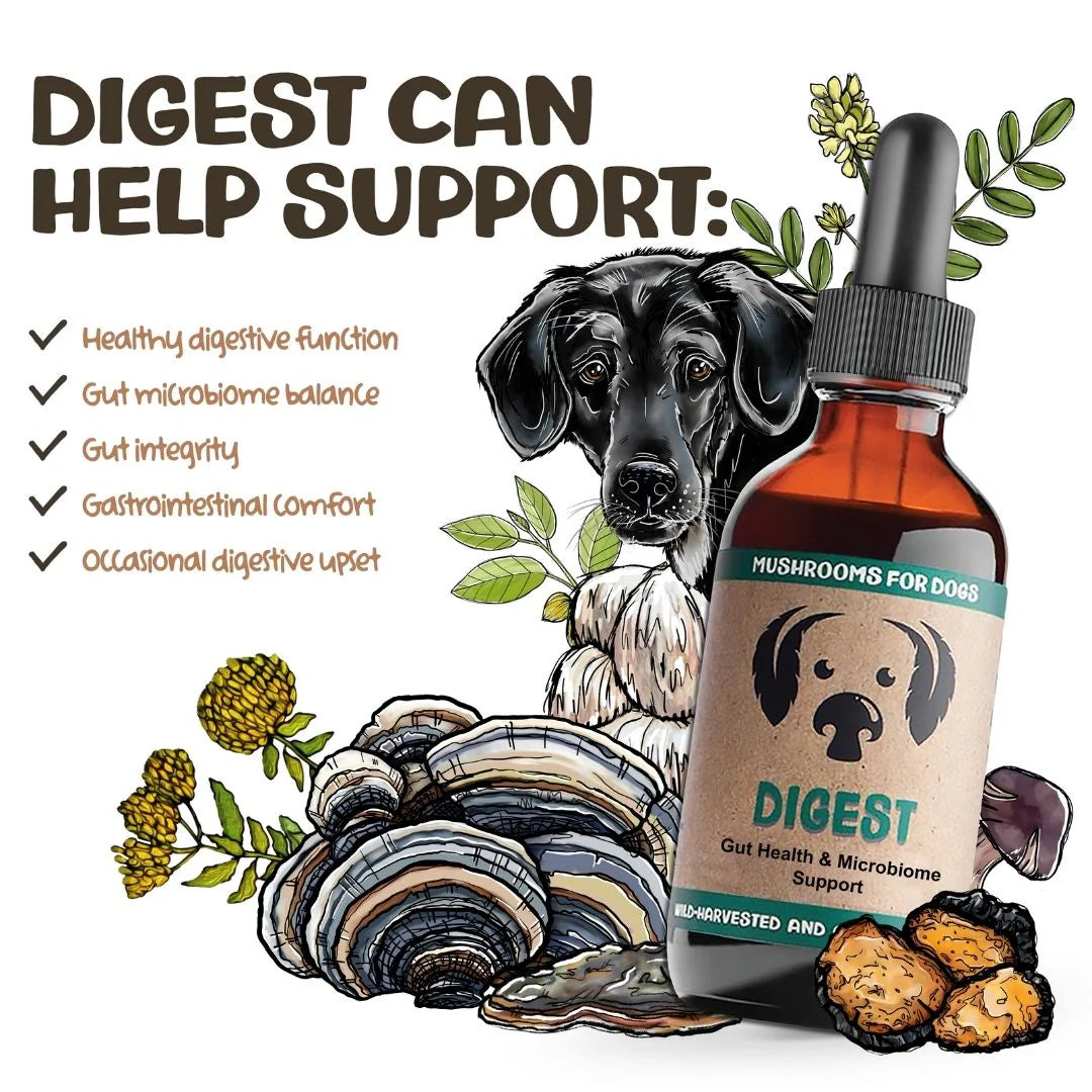 Digest by MycoDog – Mushroom & Adaptogen Tincture for Dogs (Gut & Microbiome Support)