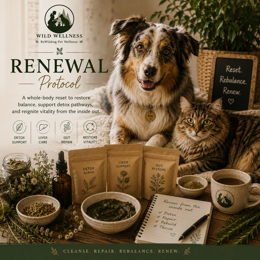 Renewal Protocol — Chronic Illness Support for Dogs and Cats